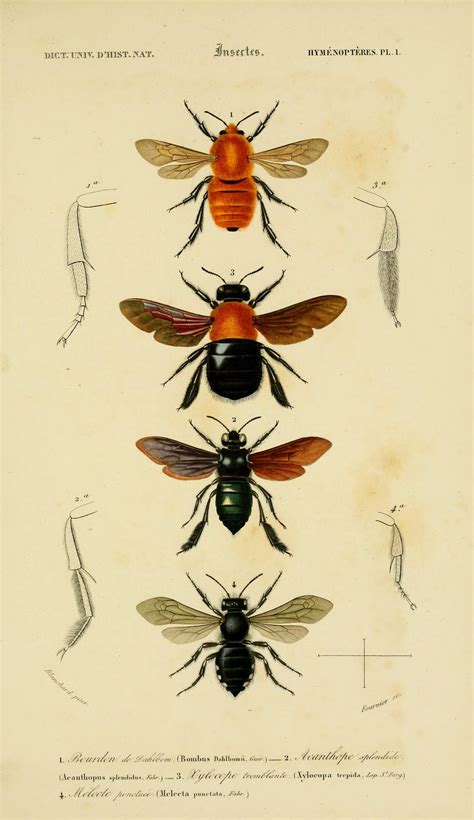 N116w1150 Antique Insect Prints Vintage Insect Prints Insect Print