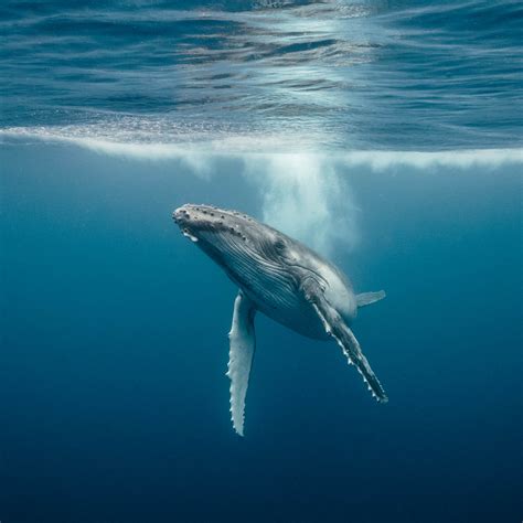 Whale Behaviour