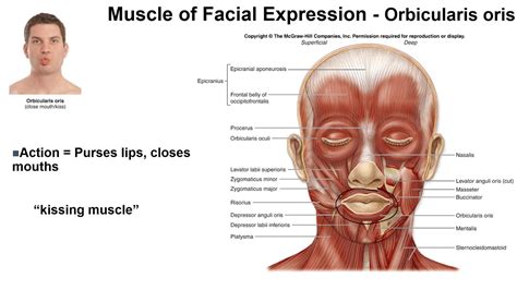 Muscle Of Facial Expression Youtube
