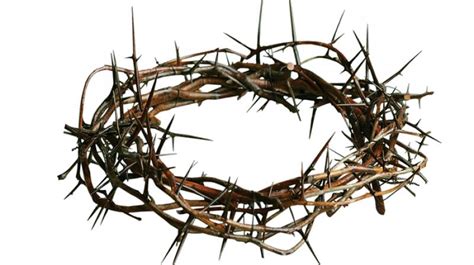 Heres How Christs Crown Of Thorns Tree Could Help Tackle Climate Change