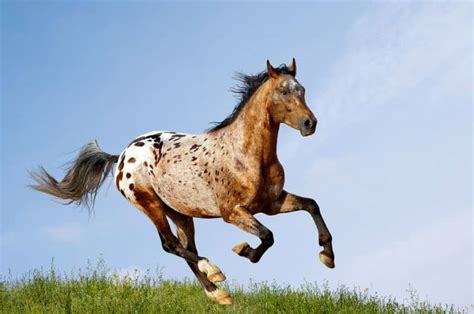 Top 11 Spotted Horse Breeds To Fall In Love With