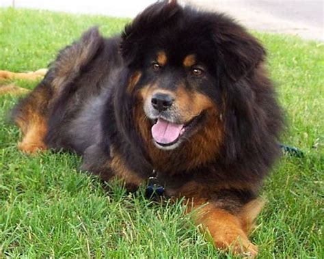 Chow Chow Rottweiler Mix An Uncommon Mixed Breed That Makes An