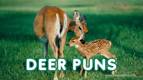 50 Funny Jokes About Deer Puns Jokes Garage