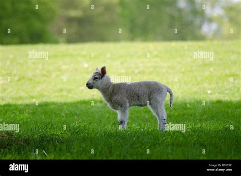 Baby Sheep Lamb Stock Photo Alamy