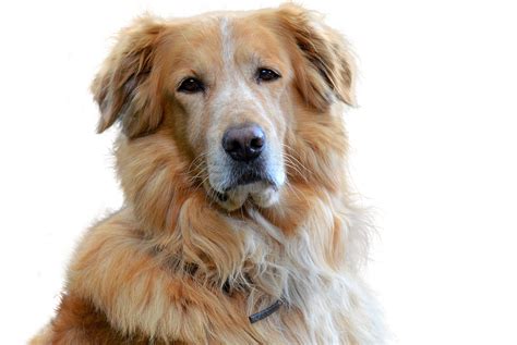 Adopting An Older Golden Retriever Accessory Dog