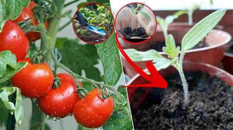 Voici Les Secrets De Jardinier Pour Faire Pousser Rapidement Vos