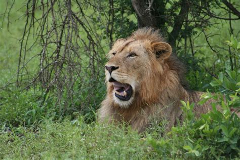 Banco De Imagens Africano Leão Masculino Kruger Parque Nacional África Do Sul Animais