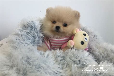 Cream Male Pomeranian Puppypomeranian Puppies For Sale Bo Price Boo
