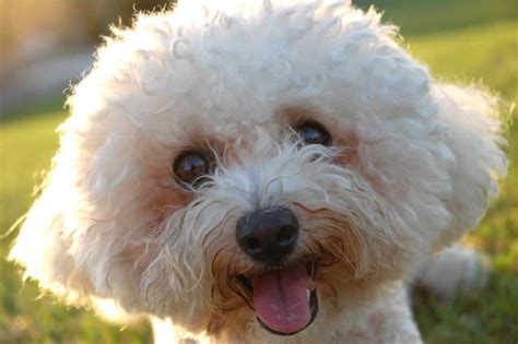 Bichon Frise Dog Breed » Information, Pictures, & More