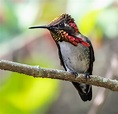 The Bee Hummingbird: A Rare Cuban Jewel - Owen Deutsch Photography