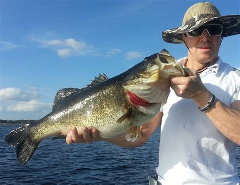 Trophy Bass Catch This Week On Lake Toho 125 Largemouth Bass Orlando