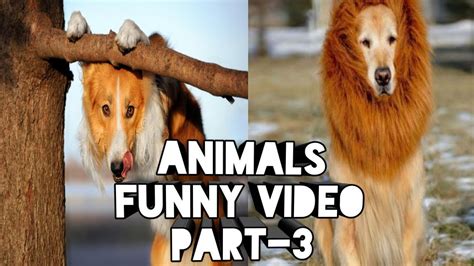 Cute Pets And Funny Animals Compilation Part3සත්ව ලෝකය Youtube