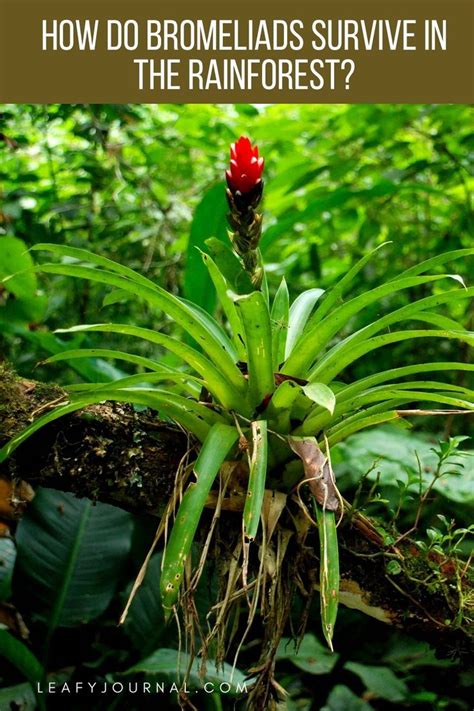 How Do Bromeliads Survive In The Rainforest Bromeliads Rainforest