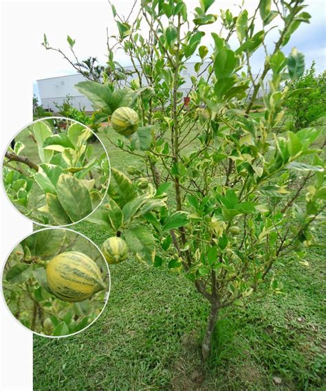 Citrus X Limon Variegata Valls Garden