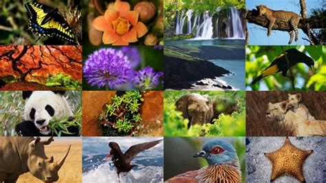factores bióticos qué son características flora y fauna renovables verdes