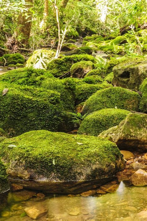 Moss Covered Rocks Near Waterfall In Green Wild Tropical Stock Image