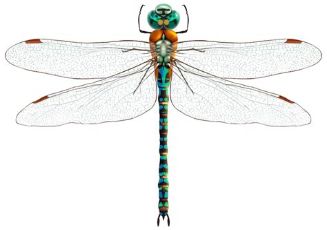Dragonfly Png Clip Art Best Web Clipart Dragonfly Dragonfly Dreams