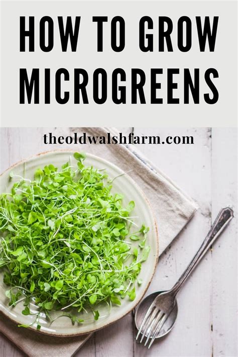 How To Grow Fresh And Nutritious Microgreens Indoors Microgreens