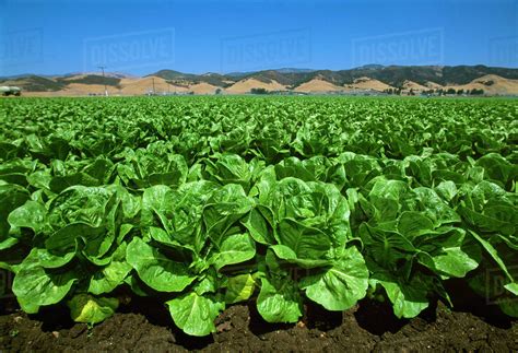 Agriculture Field Of Romaine Lettuce In Midsummer With The Coast