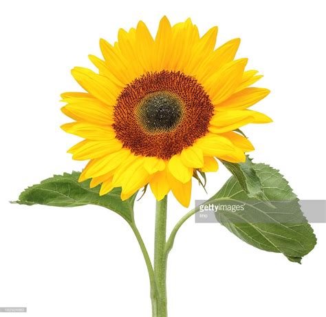 Sunflower Isolated On White Background Sunflower Different Types Of