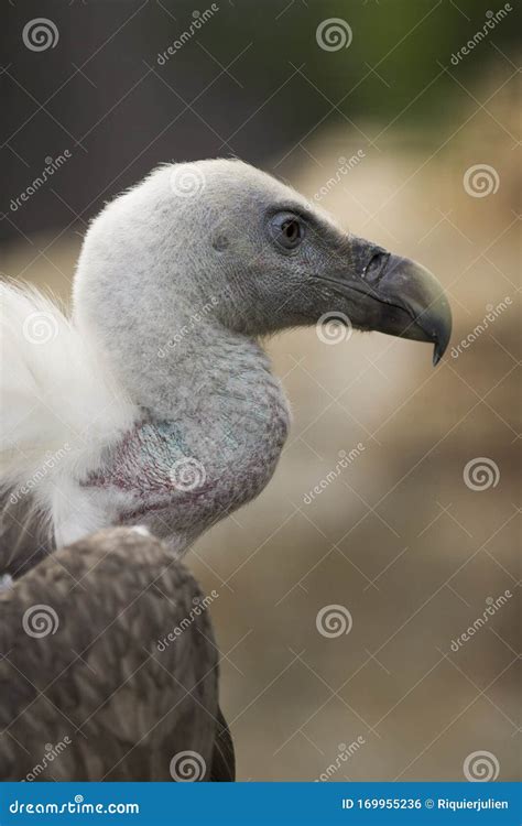 Portrait Of A White Vulture Scavenger Bird Of Prey Gyps Griffon