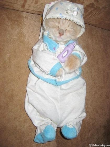 Pin By Claudette Ellis On Cats Cat Clothes I Love Cats Baby Onesies