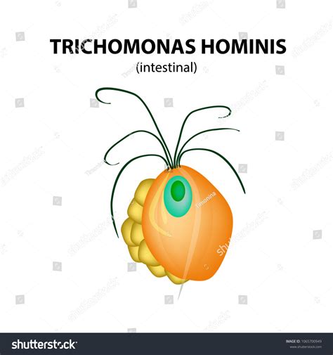 Trichomonas Intestinal Structure Trichomoniasis Urogenital Infection Image Vectorielle De