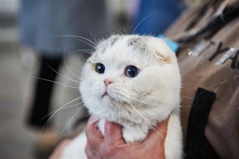 Scottish Fold Tricolor Scottish Fold Can Be Great Friend For Children