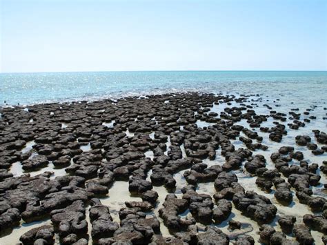 Frontiers A Proposal For Formation Of Archaean Stromatolites Before