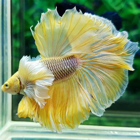 I Want One It Reminds My Of Belle So Pretty Pretty Fish Cool Fish
