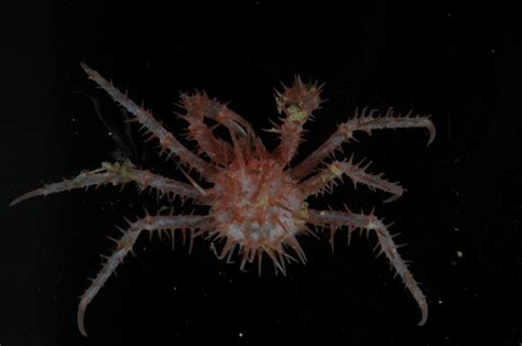 Gallery 30 New Marine Species Discovered In Antarctica Australian