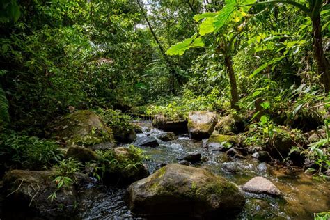 A Small River In The Green Dense Jungle Stock Photo Image Of Flowing