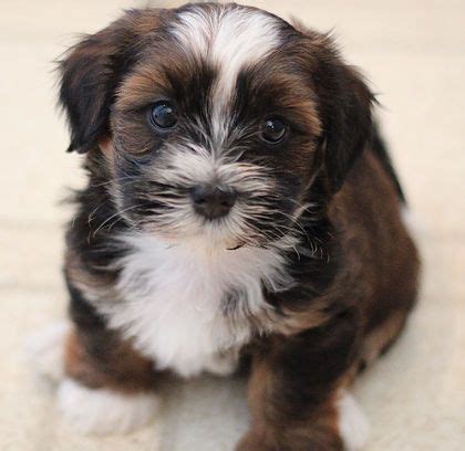 We have six beautiful shih tzus puppies, three boys and three girls, loving and very playful with children. 77+ Bichon Shih Tzu Puppies For Sale Near Me - l2sanpiero