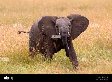 Afrikanischer Elefant Jungtier Stock Photo Alamy