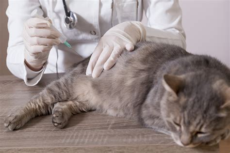 This study shows that cats do not need their humans to feel safe, they don't depend on us, they look after themselves. How Often Do Indoor Cats Need Rabies Shots - CatWalls