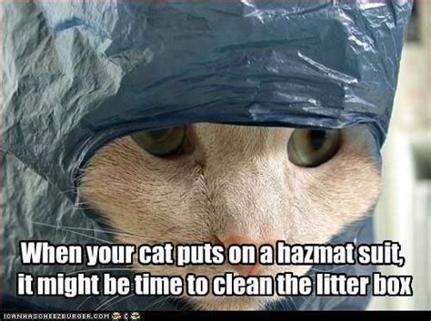 Clean The Litter Box With Images Funny Cat Memes Cats Funny Cats