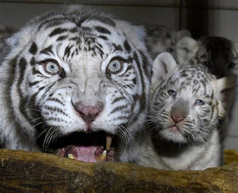 Rare Naissance De Trois Tigres Blancs Au Zoo Damnéville