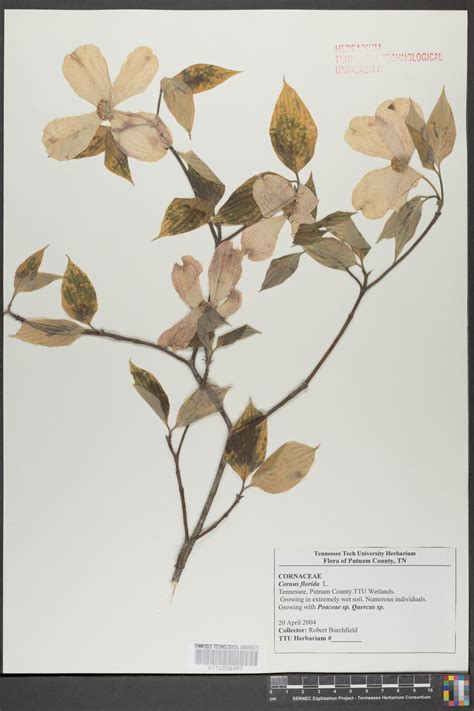 Hollister Herbarium - What is a Herbarium?