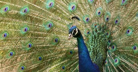Before Mating With Peacocks Females Check Out Males Backsides Los Angeles Times