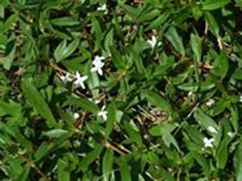 Control Of Virginia Buttonweed