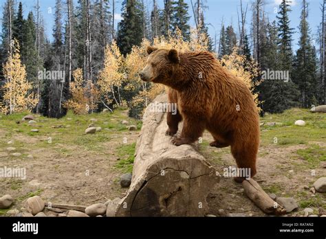 Grizzly Bear Climbing Over An Old Log In A Meadow With Golden Aspen
