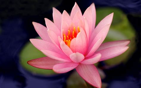 Free Photo Pink Water Lilies Bloom Flowers Lilies Free Download