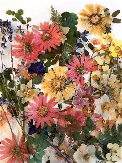 We supply a range of soap moulds from rectangular bars with 100% homemade stamps to shapes like animals, flowers and numbers. 75 Bulk Dried Flower Petals Bulk Dried Flowers Dried ...