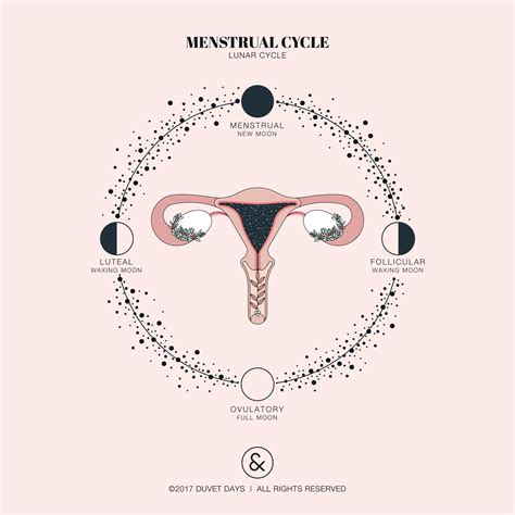 Womens Menstrual Cycle Illustration Please Email Hello Duvetdays Org
