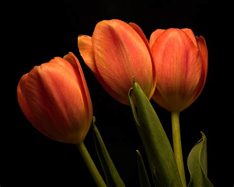 Images Tulips Orange Flowers Three 3 Closeup Black Background