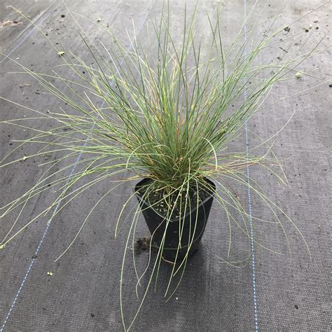 Festuca Actae At Wai Ora Eco Source Nursery