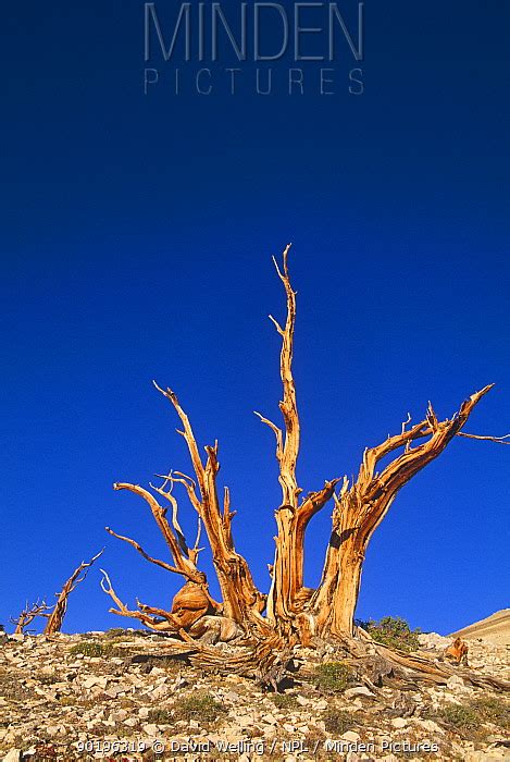Rocky Mountains Bristlecone Pine Stock Photo Minden Pictures