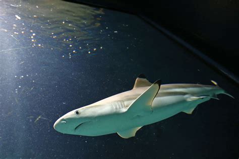 Nouvelle Calédonie Les Campagnes D’abattage De Requins Interdites Par La Justice La Gazette