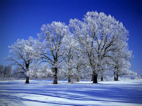 Download Snow Tree Wallpaper Gallery