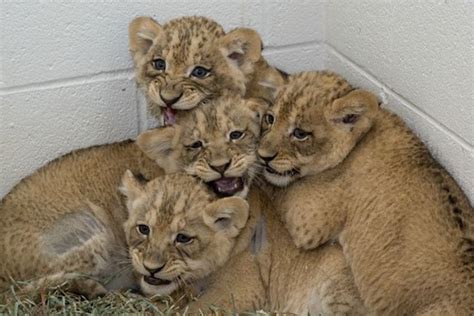 Enter A Video Contest To Name Two Of The Zoos Lion Cubs At The